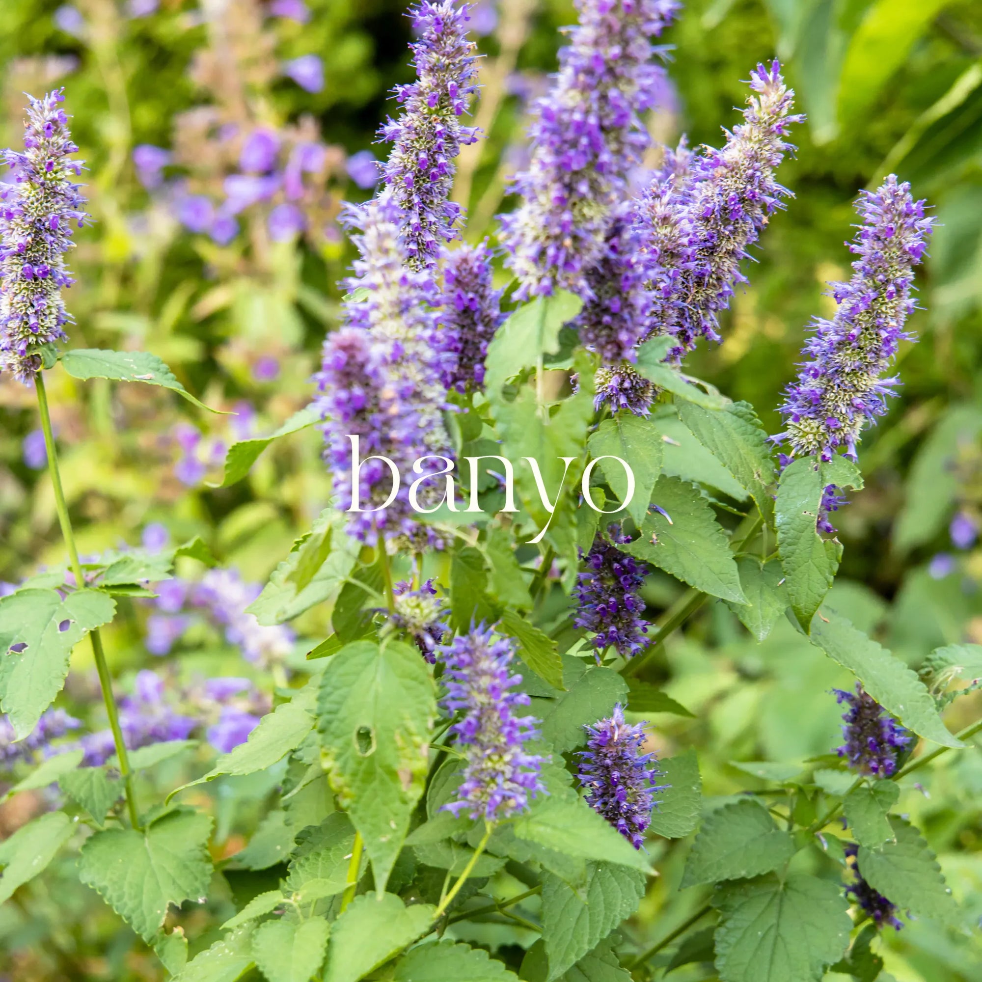 Patchouli Oil Smell: Understanding Its Unique Scent and Uses